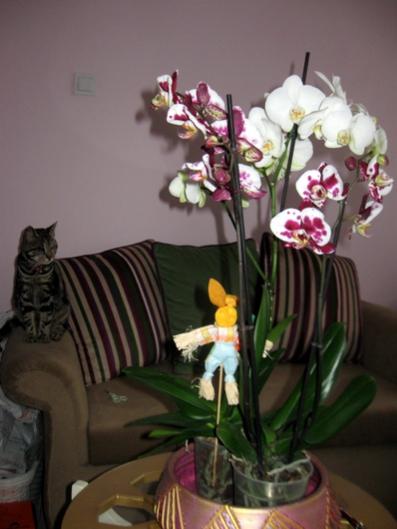 Name:  IMG_4740.jpg
Views: 706
Size:  27.8 KB