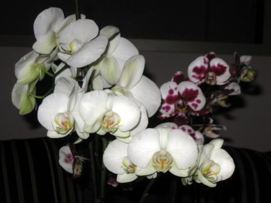 Name:  IMG_4738.jpg
Views: 731
Size:  22.9 KB