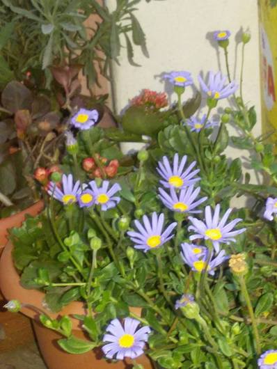 Name:  11026132_10153002769053143_2184601886822449437_n.jpg
Views: 697
Size:  38.6 KB