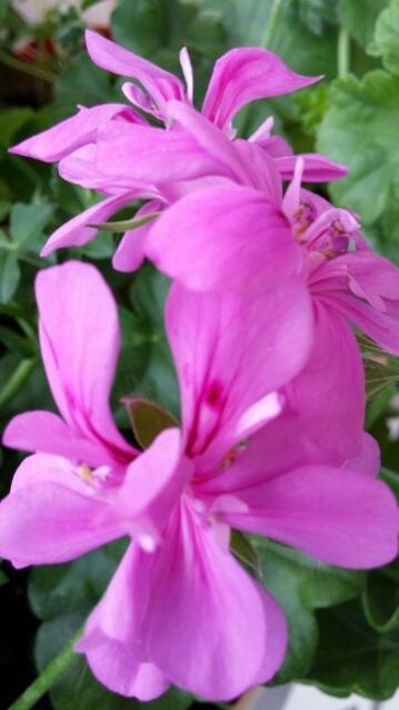Name:  uploadfromtaptalk1430672752866.jpg
Views: 454
Size:  29.7 KB