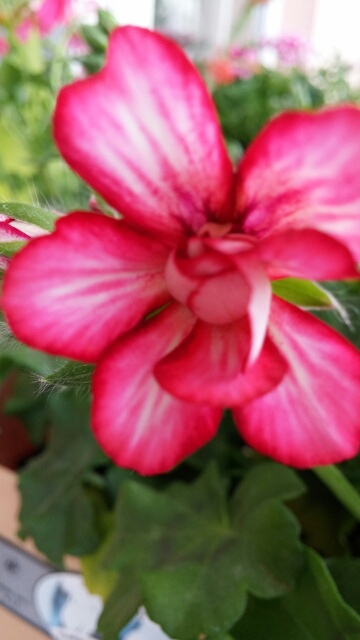 Name:  uploadfromtaptalk1430672765748.jpg
Views: 460
Size:  62.4 KB