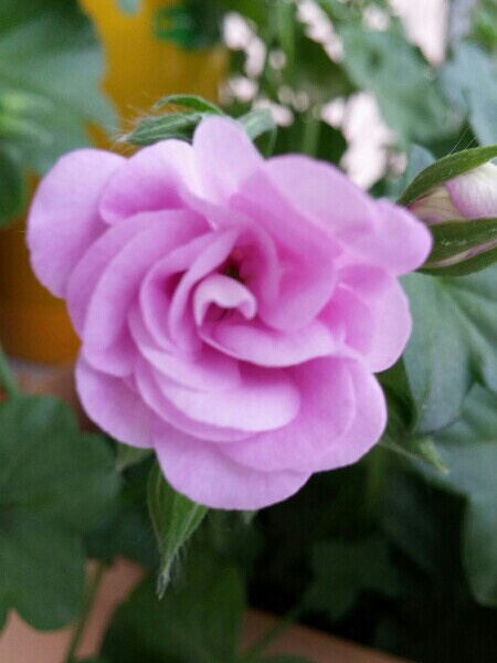 Name:  uploadfromtaptalk1430672829968.jpg
Views: 456
Size:  64.3 KB