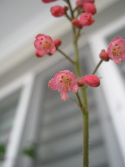 Name:  heuchera.jpg
Views: 1330
Size:  60.4 KB