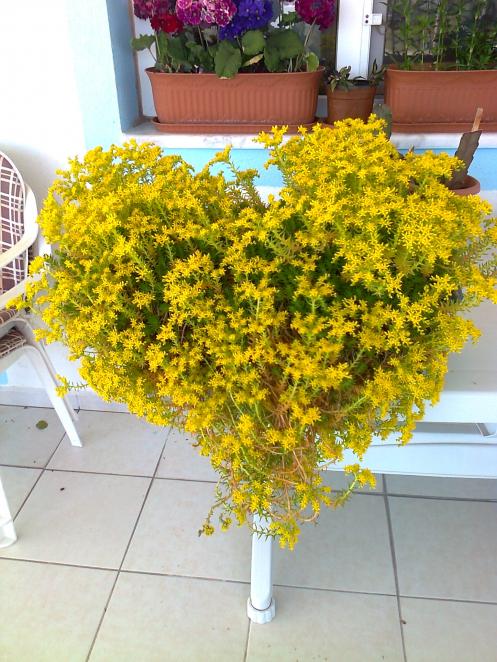 Name:  Fotoraf2379.jpg
Views: 506
Size:  75.6 KB
