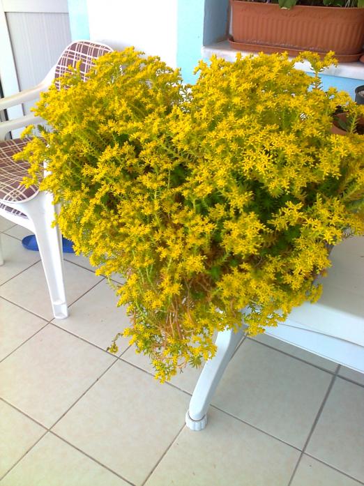 Name:  Fotoraf2382.jpg
Views: 503
Size:  75.6 KB