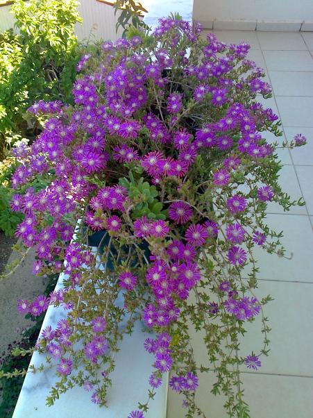 Name:  Fotoraf2375.jpg
Views: 502
Size:  76.6 KB