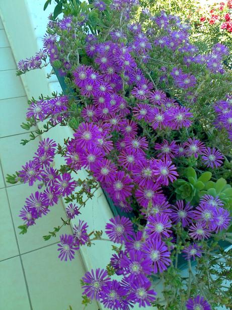 Name:  Fotoraf2377.jpg
Views: 490
Size:  76.8 KB