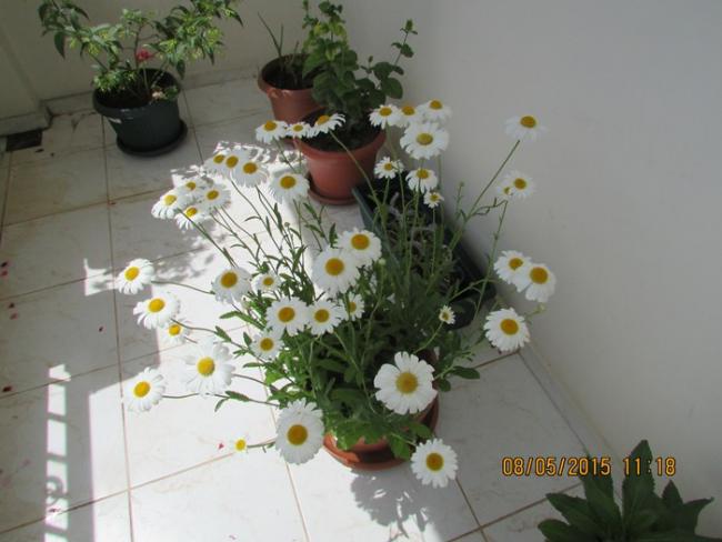 Name:  IMG_0562.jpg
Views: 1298
Size:  38.6 KB
