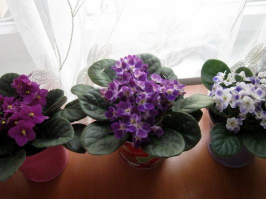 Name:  IMG_4947.jpg
Views: 601
Size:  26.1 KB