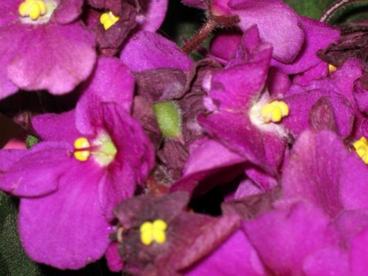 Name:  IMG_4942.jpg
Views: 611
Size:  33.1 KB