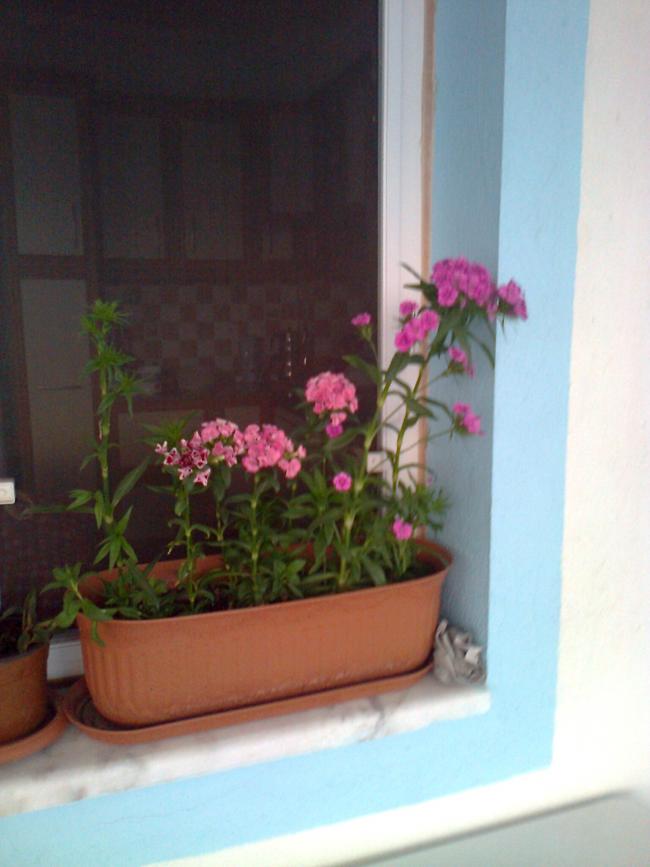 Name:  Fotoraf2507.jpg
Views: 693
Size:  49.6 KB