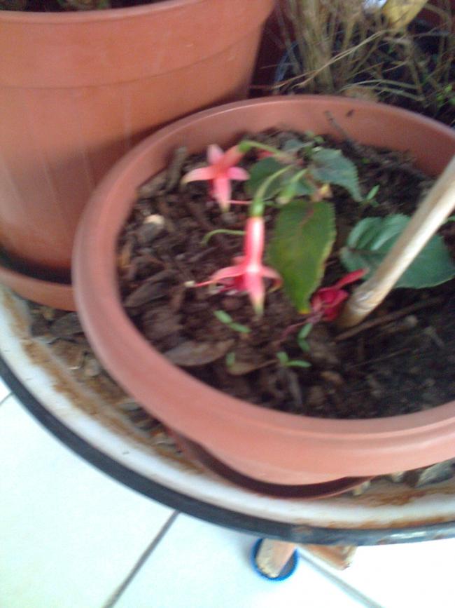 Name:  Fotoraf2524.jpg
Views: 674
Size:  58.1 KB