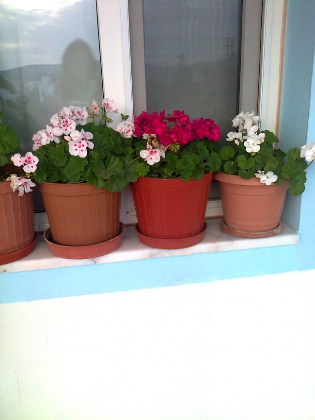 Name:  Fotoraf2534.jpg
Views: 668
Size:  50.1 KB