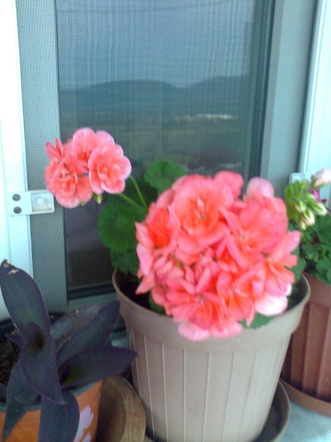 Name:  Fotoraf2545.jpg
Views: 644
Size:  65.4 KB