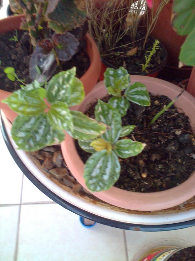 Name:  Fotoraf2523.jpg
Views: 821
Size:  70.2 KB