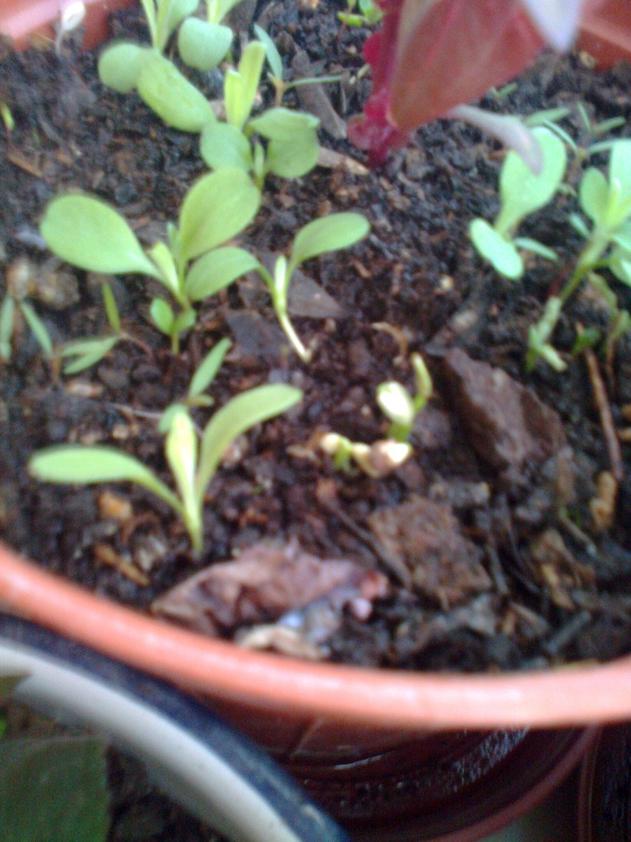 Name:  Fotoraf2528.jpg
Views: 736
Size:  70.1 KB