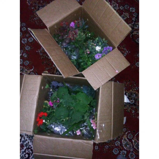 Name:  PhotoGrid_1431190162616.jpg
Views: 469
Size:  51.4 KB