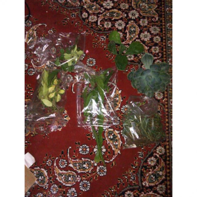 Name:  PhotoGrid_1431190203874.jpg
Views: 479
Size:  70.0 KB