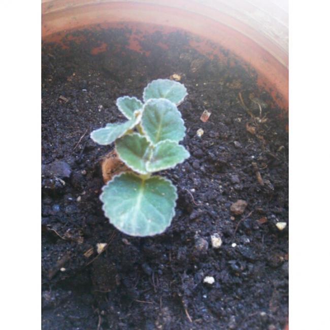 Name:  PhotoGrid_1431190236559.jpg
Views: 478
Size:  48.4 KB