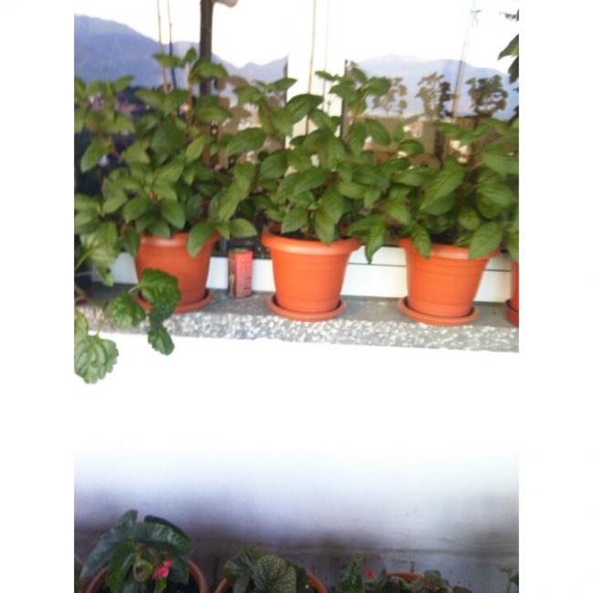 Name:  PhotoGrid_1431190454481.jpg
Views: 464
Size:  37.0 KB