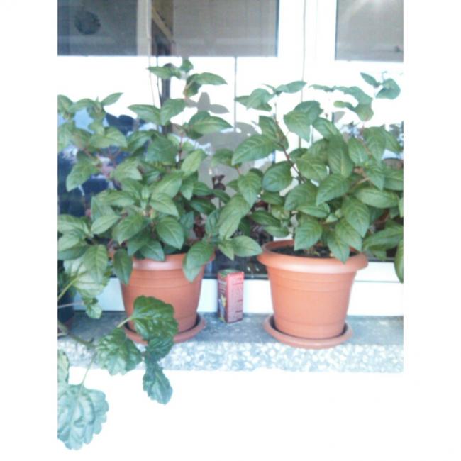 Name:  PhotoGrid_1431190468883.jpg
Views: 498
Size:  40.4 KB