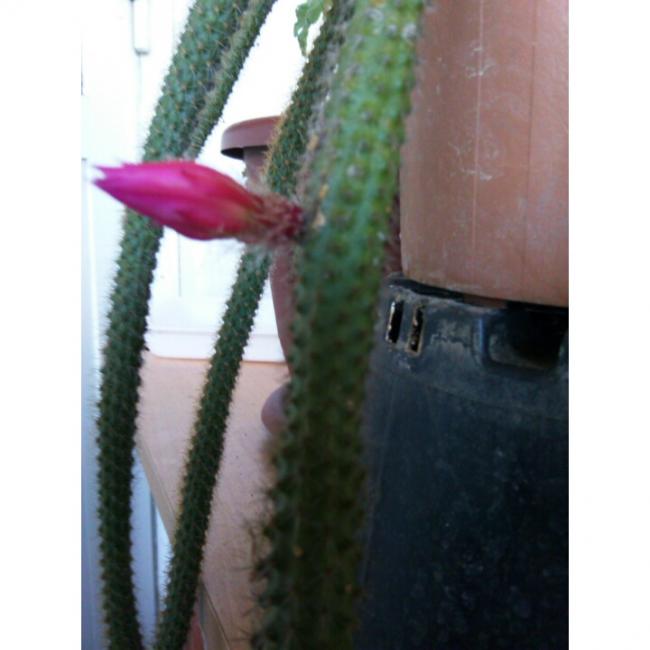 Name:  PhotoGrid_1431190280982.jpg
Views: 484
Size:  35.6 KB