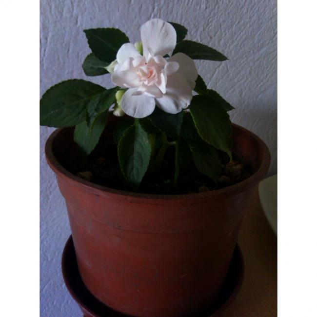Name:  PhotoGrid_1431190269142.jpg
Views: 458
Size:  31.6 KB