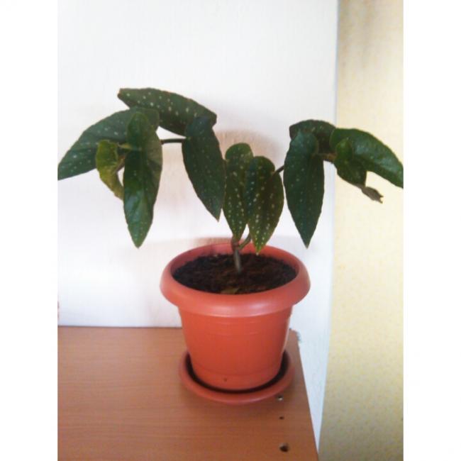 Name:  PhotoGrid_1431190376176.jpg
Views: 494
Size:  27.2 KB
