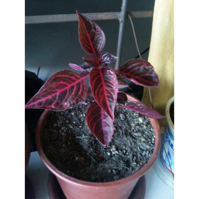 Name:  PhotoGrid_1431190395531.jpg
Views: 485
Size:  46.2 KB