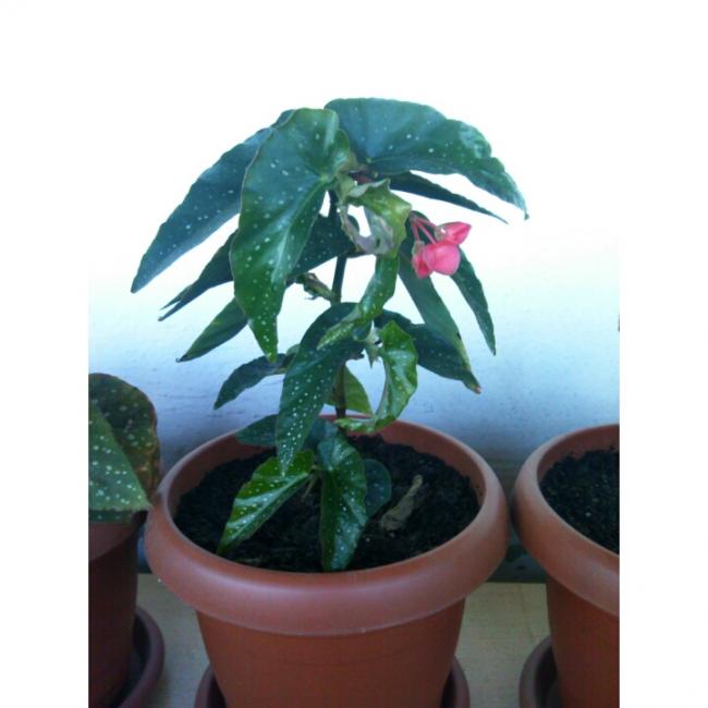 Name:  PhotoGrid_1431190498054.jpg
Views: 513
Size:  36.1 KB