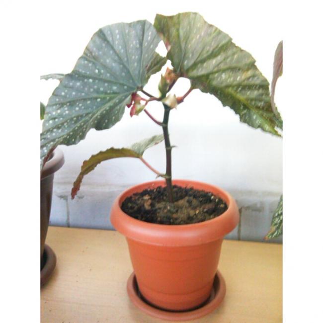 Name:  PhotoGrid_1431190511697.jpg
Views: 519
Size:  36.0 KB
