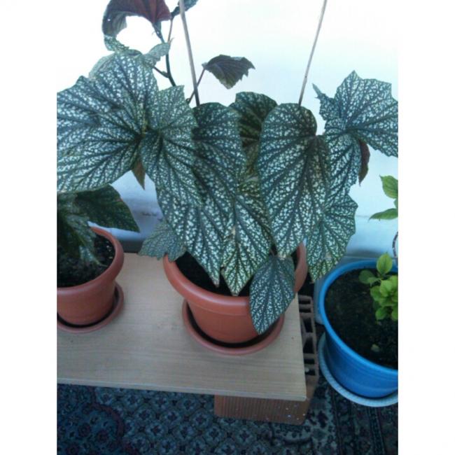 Name:  PhotoGrid_1431190524340.jpg
Views: 477
Size:  55.0 KB