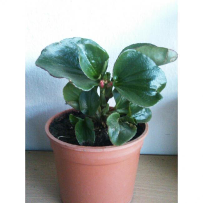 Name:  PhotoGrid_1431190538901.jpg
Views: 505
Size:  32.1 KB