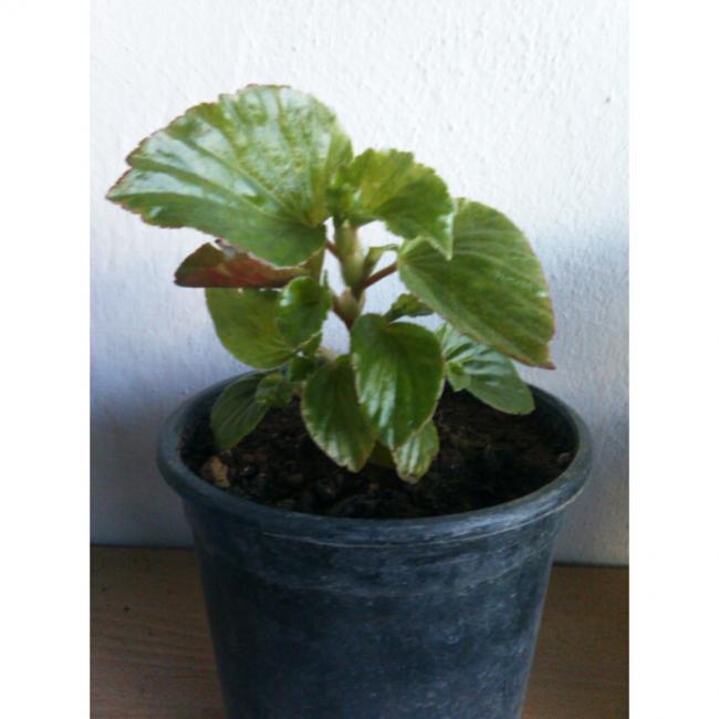 Name:  PhotoGrid_1431190552181.jpg
Views: 516
Size:  35.0 KB