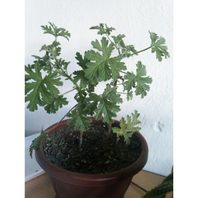 Name:  PhotoGrid_1431190573339.jpg
Views: 494
Size:  45.0 KB