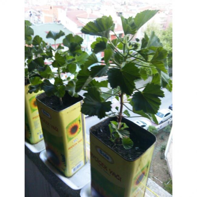 Name:  PhotoGrid_1431190602549.jpg
Views: 482
Size:  50.4 KB