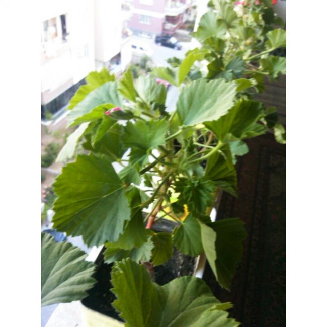 Name:  PhotoGrid_1431190618187.jpg
Views: 463
Size:  45.5 KB
