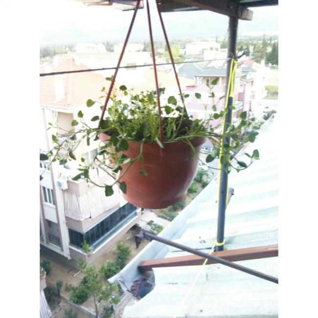 Name:  PhotoGrid_1431190420206.jpg
Views: 506
Size:  50.1 KB