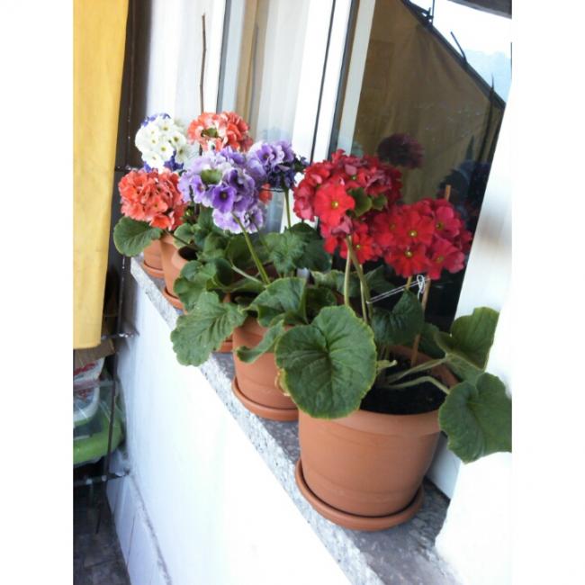 Name:  PhotoGrid_1431190688775.jpg
Views: 497
Size:  45.2 KB