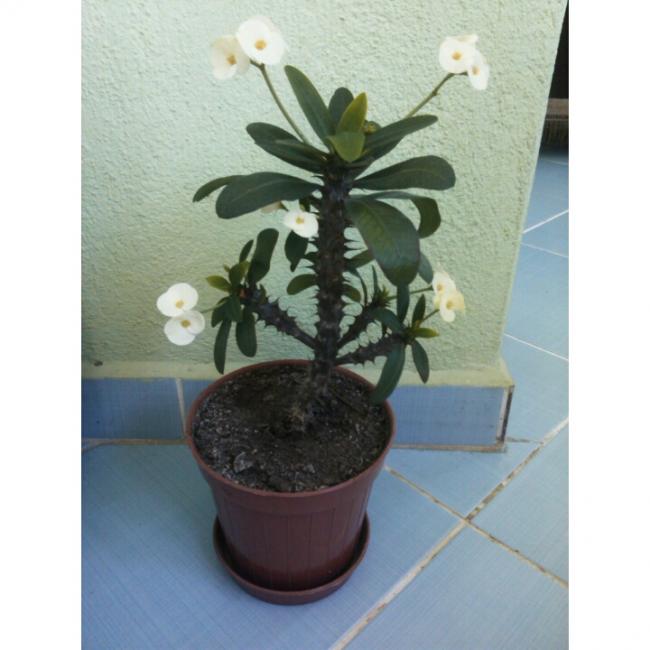 Name:  PhotoGrid_1431247615637.jpg
Views: 747
Size:  42.3 KB