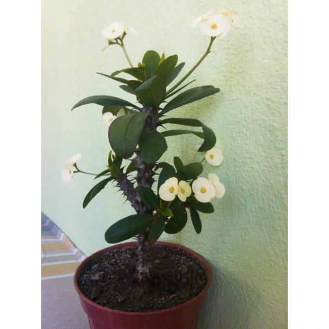 Name:  PhotoGrid_1431247635040.jpg
Views: 751
Size:  40.5 KB