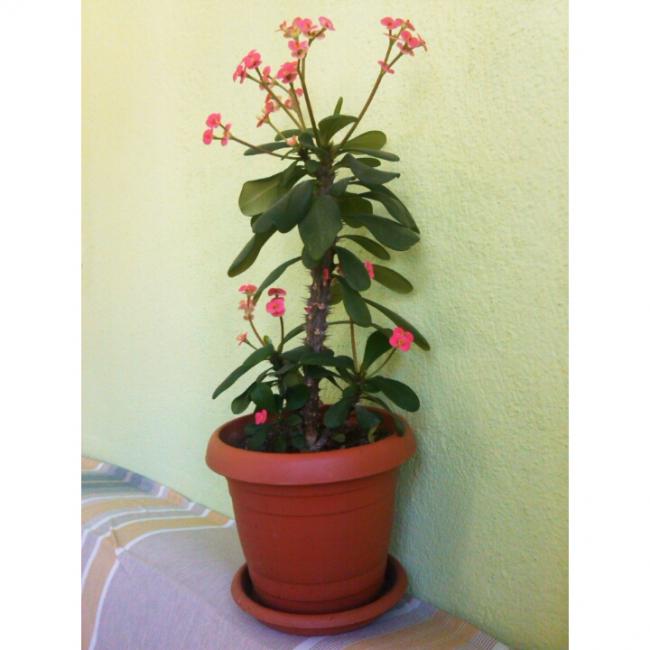 Name:  PhotoGrid_1431247653254.jpg
Views: 712
Size:  37.7 KB
