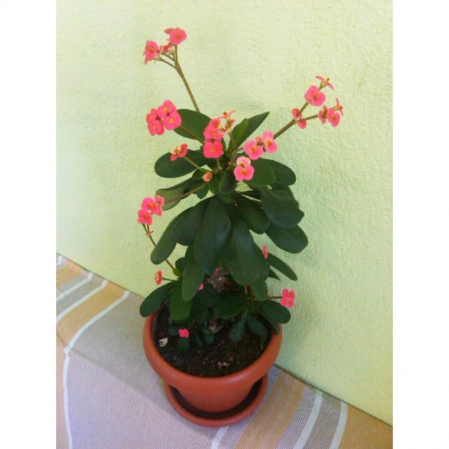 Name:  PhotoGrid_1431247665985.jpg
Views: 742
Size:  39.1 KB