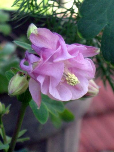 Name:  IMG_5055.jpg
Views: 593
Size:  26.9 KB