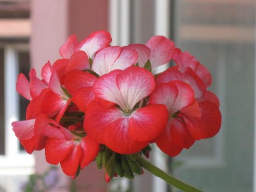 Name:  IMG_5032.jpg
Views: 528
Size:  21.9 KB
