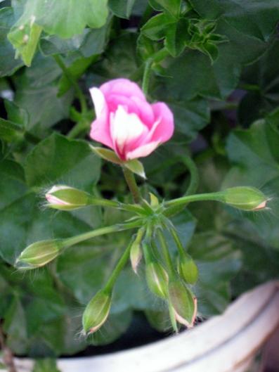Name:  IMG_5042.jpg
Views: 537
Size:  27.2 KB