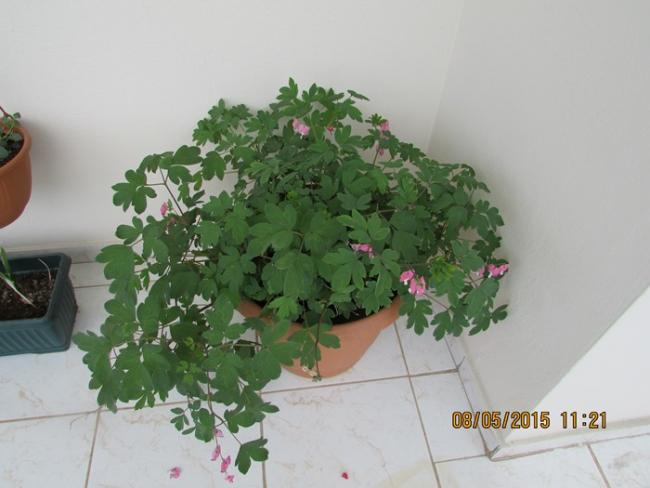 Name:  IMG_0568.jpg
Views: 989
Size:  35.0 KB