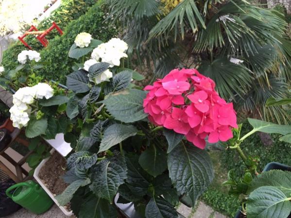 Name:  IMG_0009.jpg
Views: 495
Size:  58.3 KB