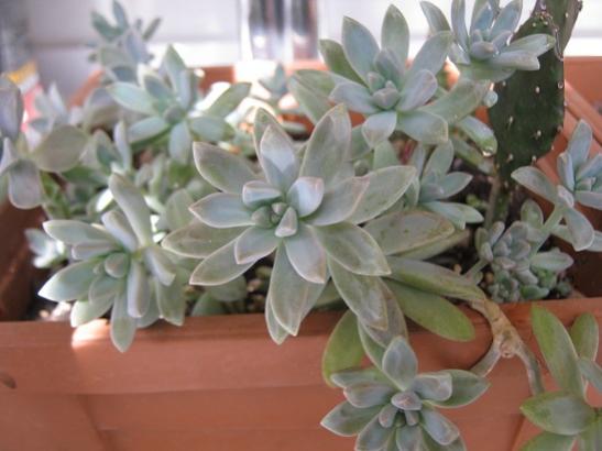 Name:  graptosedum.jpg
Views: 1142
Size:  30.8 KB