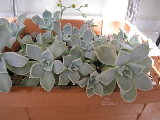 Name:  greptopetalum.jpg
Views: 1181
Size:  27.9 KB